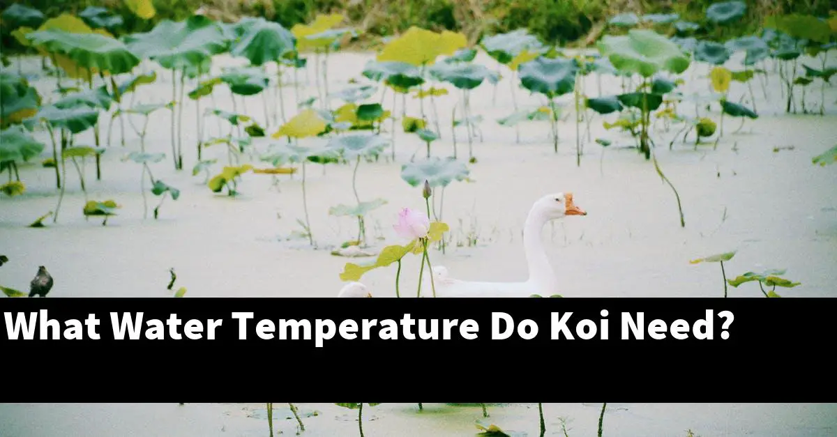 What Water Temperature Do Koi Need?