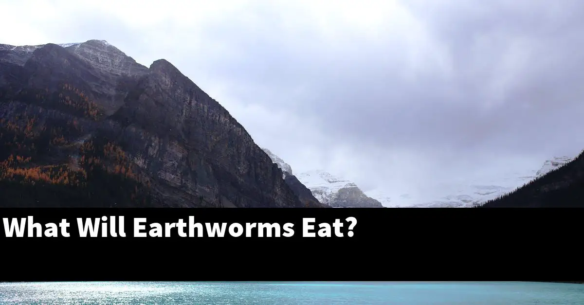 What Will Earthworms Eat?