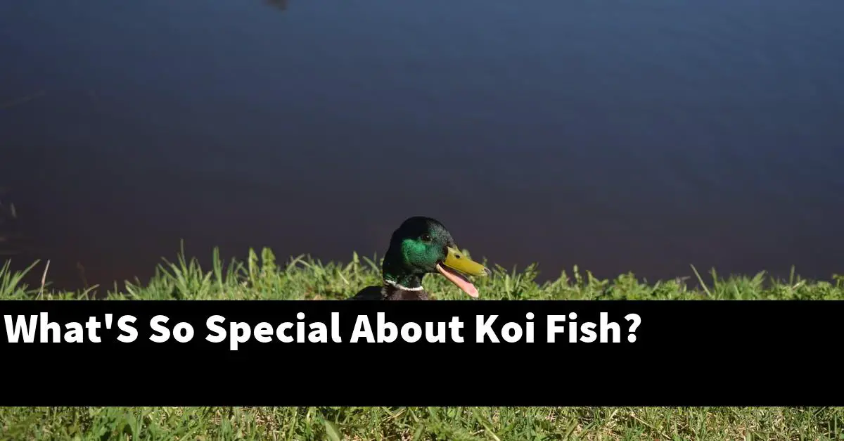 What'S So Special About Koi Fish?