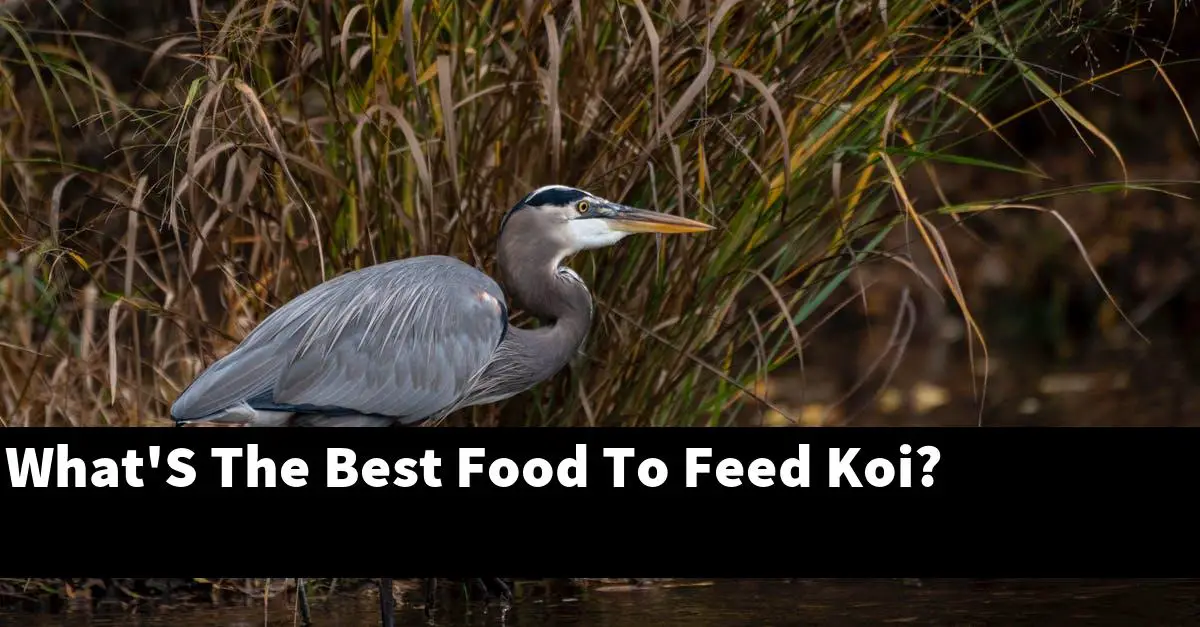 What'S The Best Food To Feed Koi?