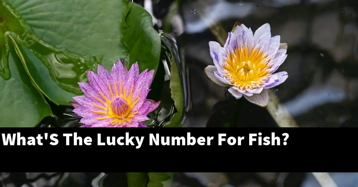 What'S The Lucky Number For Fish?