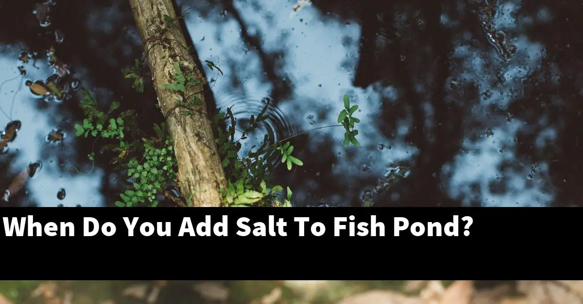 When Do You Add Salt To Fish Pond?