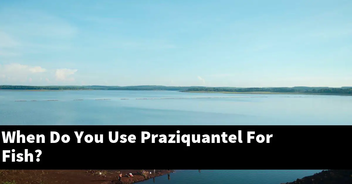 When Do You Use Praziquantel For Fish?