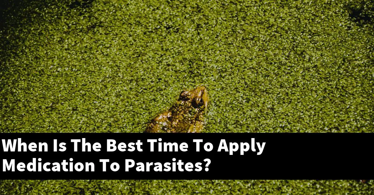 When Is The Best Time To Apply Medication To Parasites?