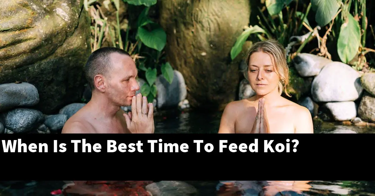When Is The Best Time To Feed Koi?