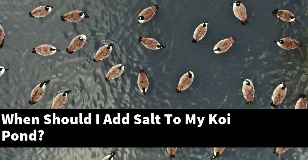 When Should I Add Salt To My Koi Pond? [2024 Guide] Gold Koi Fish