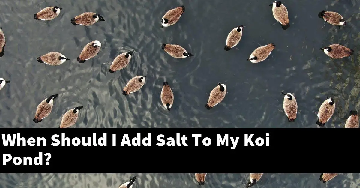 When Should I Add Salt To My Koi Pond?
