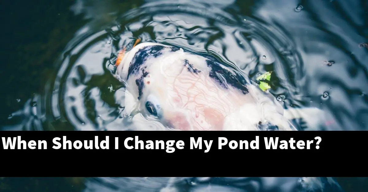 When Should I Change My Pond Water?