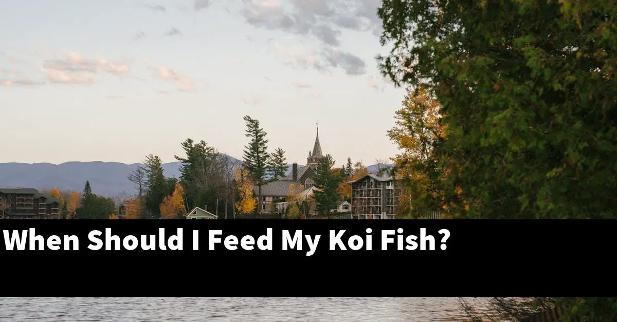 When Should I Feed My Koi Fish?