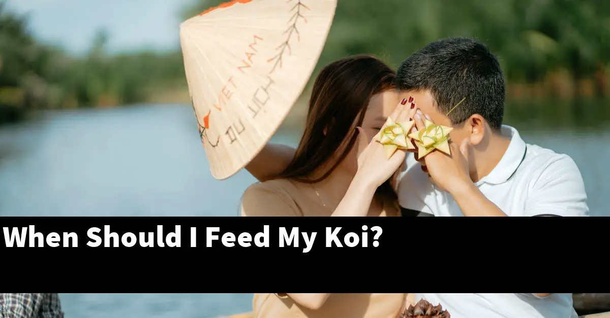 When Should I Feed My Koi?
