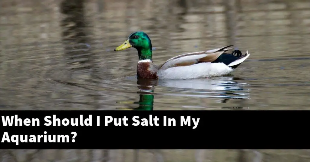 When Should I Put Salt In My Aquarium? [2024 Guide] Gold Koi Fish