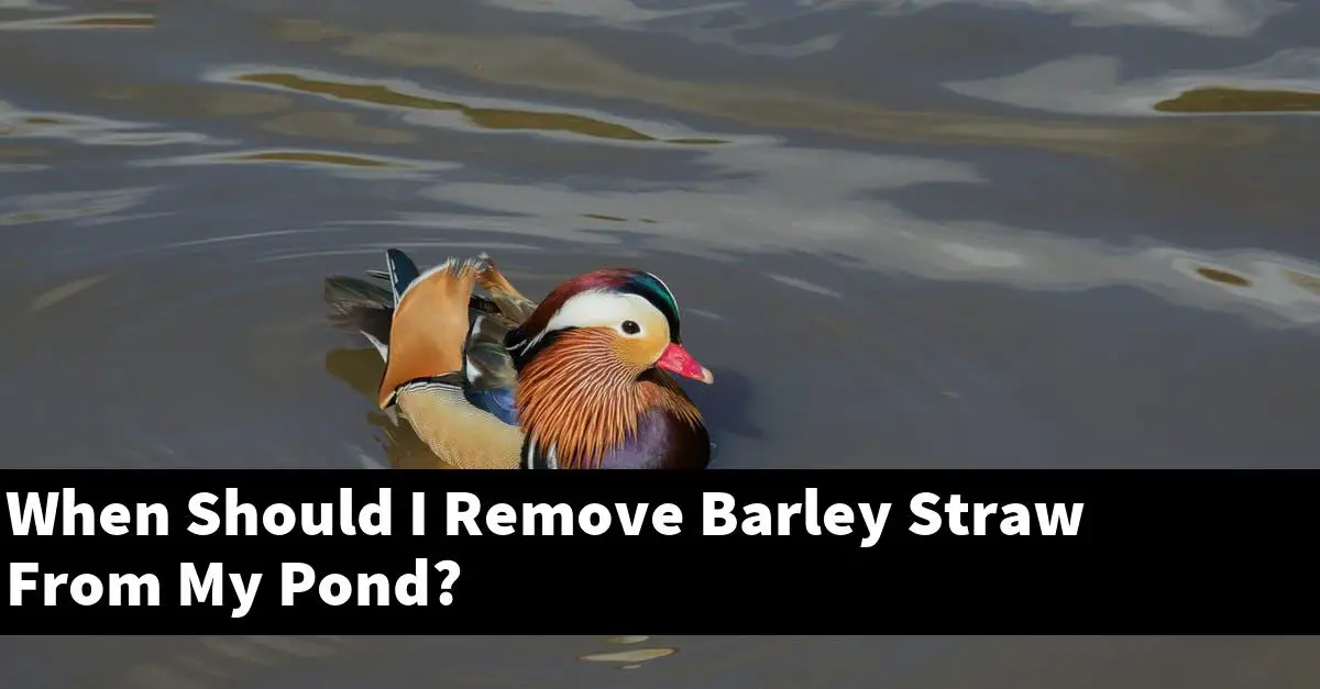 When Should I Remove Barley Straw From My Pond?