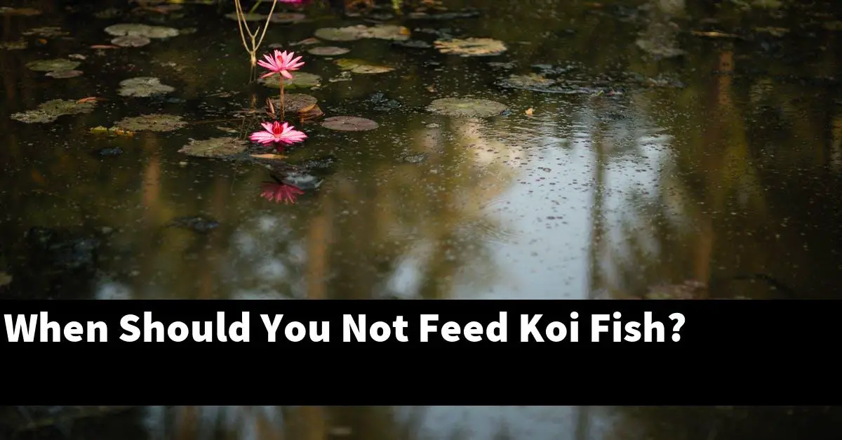 When Should You Not Feed Koi Fish?