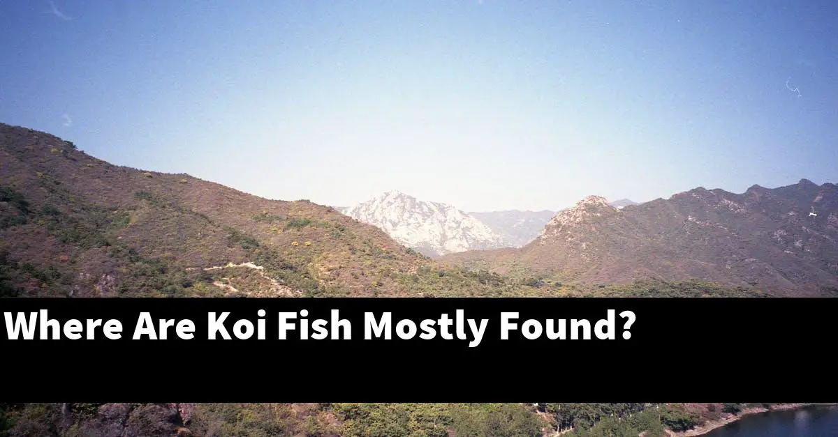 Where Are Koi Fish Mostly Found?