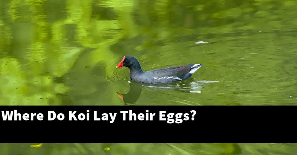 Where Do Koi Lay Their Eggs? [2024 Guide] Gold Koi Fish