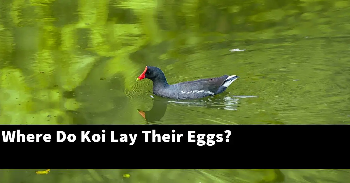 Where Do Koi Lay Their Eggs?