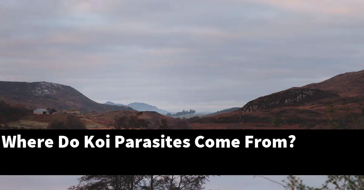 Where Do Koi Parasites Come From?