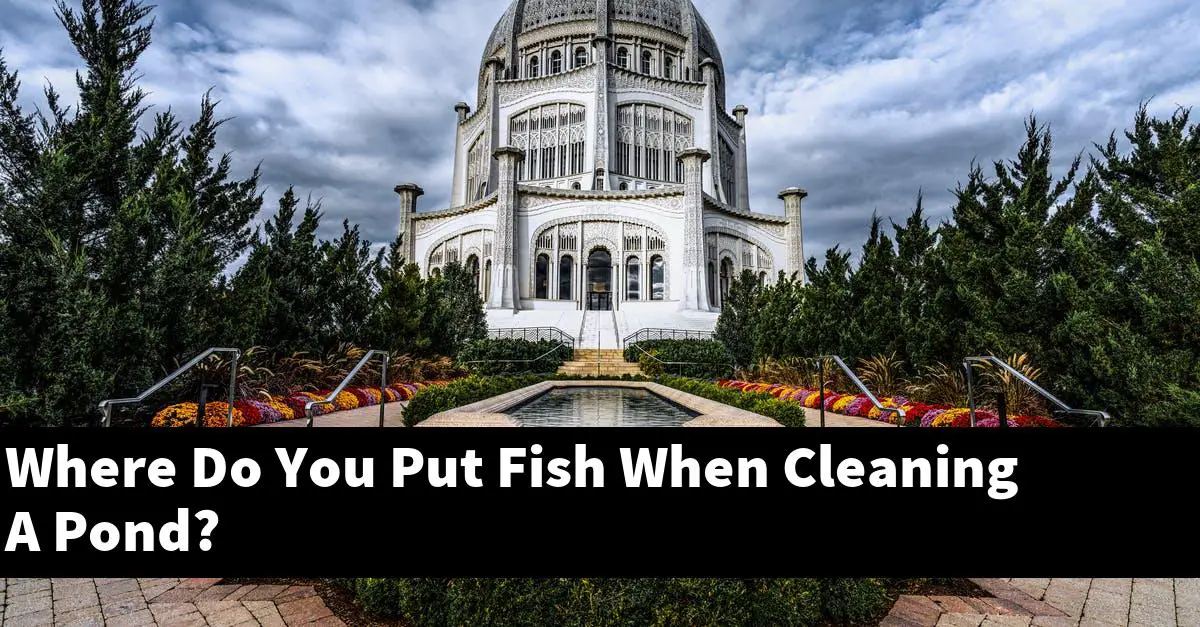 Where Do You Put Fish When Cleaning A Pond?