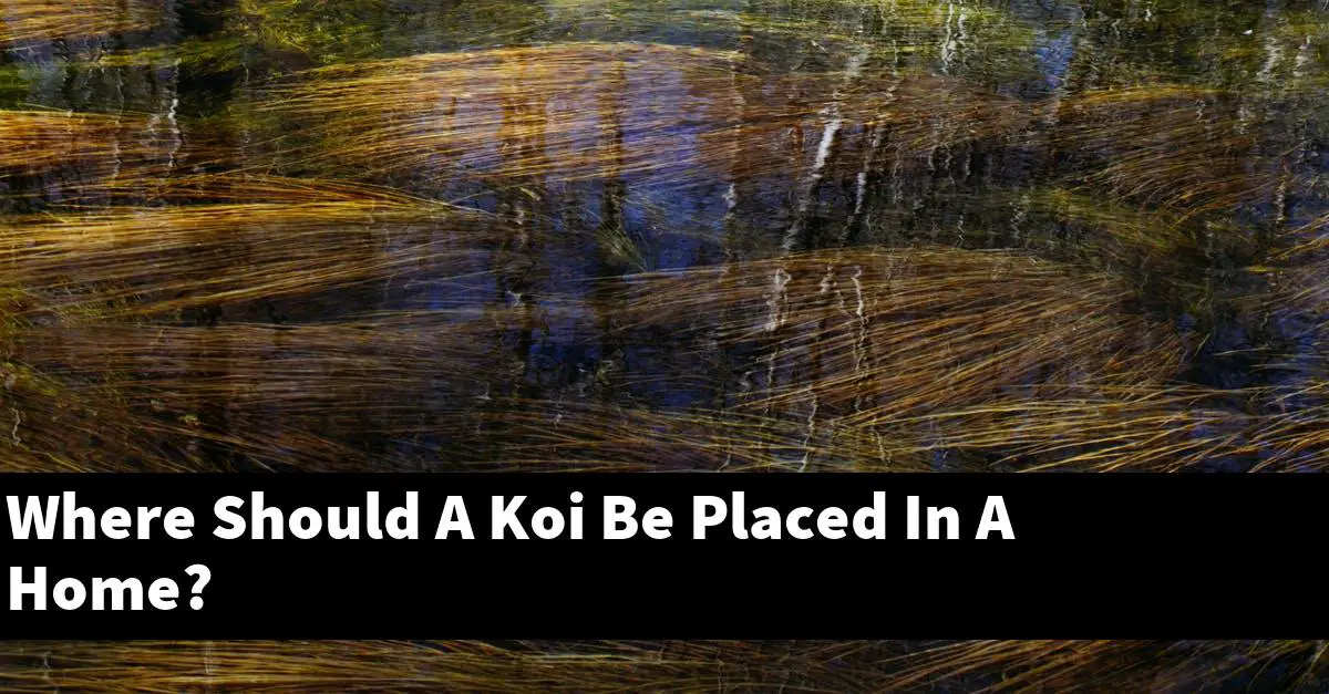 Where Should A Koi Be Placed In A Home?