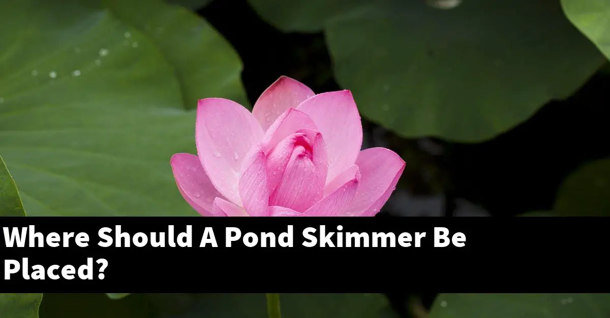 Where Should A Pond Skimmer Be Placed?