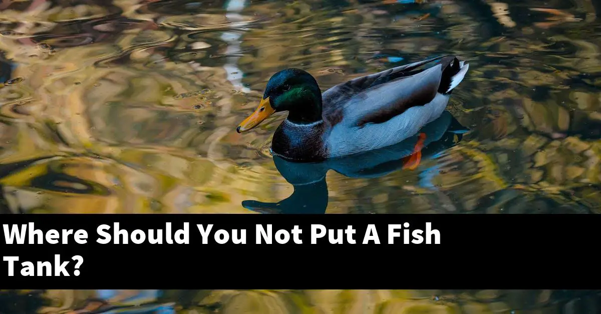 Where Should You Not Put A Fish Tank?