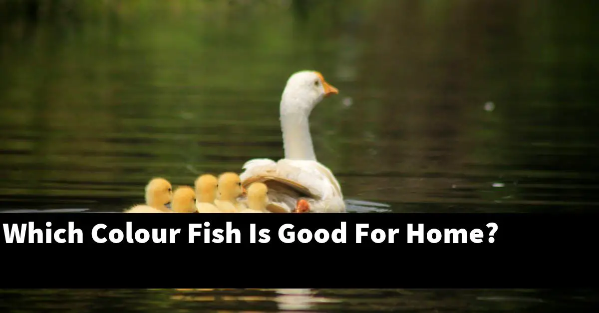 Which Colour Fish Is Good For Home?