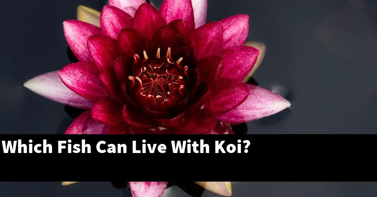 Which Fish Can Live With Koi?
