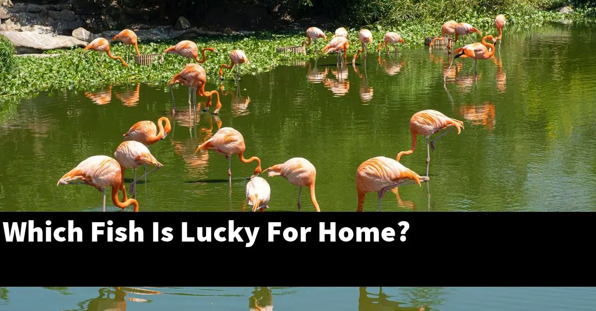 Which Fish Is Lucky For Home?