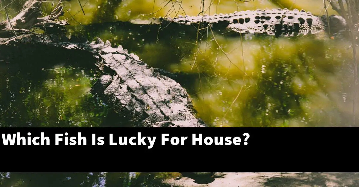 Which Fish Is Lucky For House?