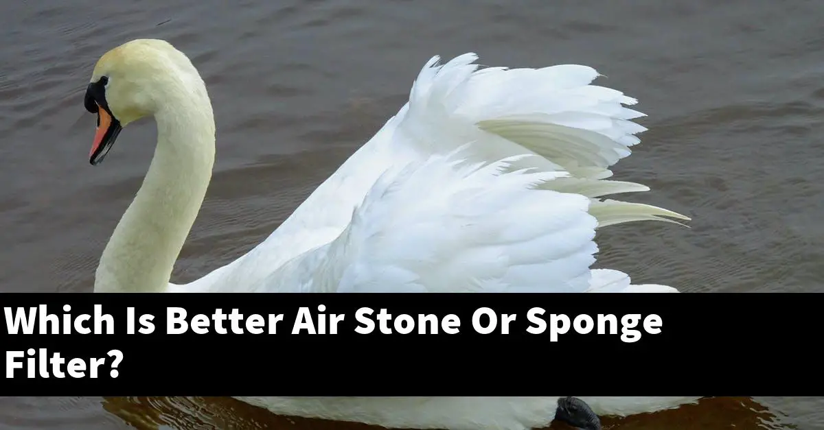 Which Is Better Air Stone Or Sponge Filter?