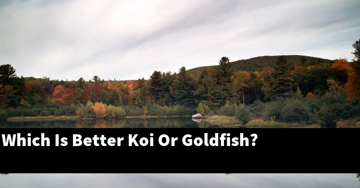 Which Is Better Koi Or Goldfish?