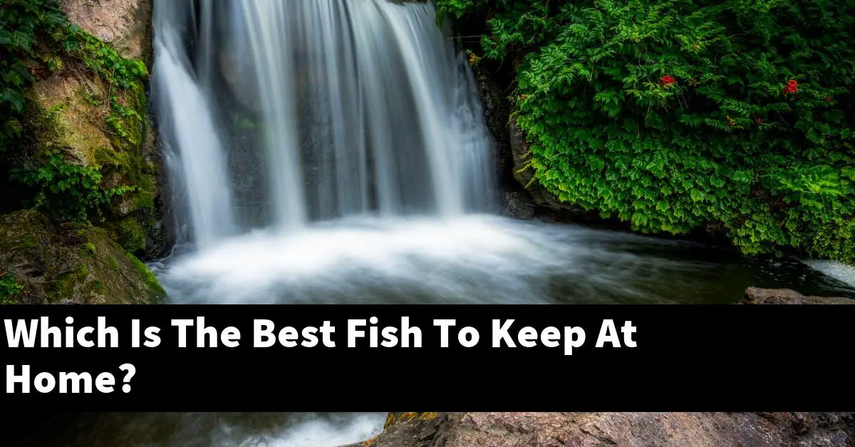 Which Is The Best Fish To Keep At Home?