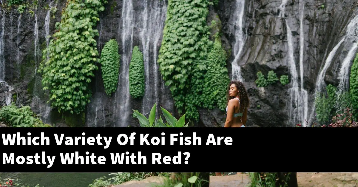 Which Variety Of Koi Fish Are Mostly White With Red?