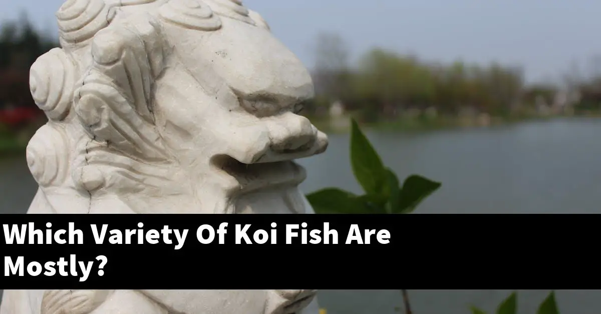 Which Variety Of Koi Fish Are Mostly?