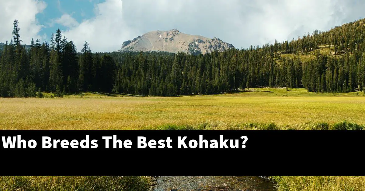 Who Breeds The Best Kohaku?