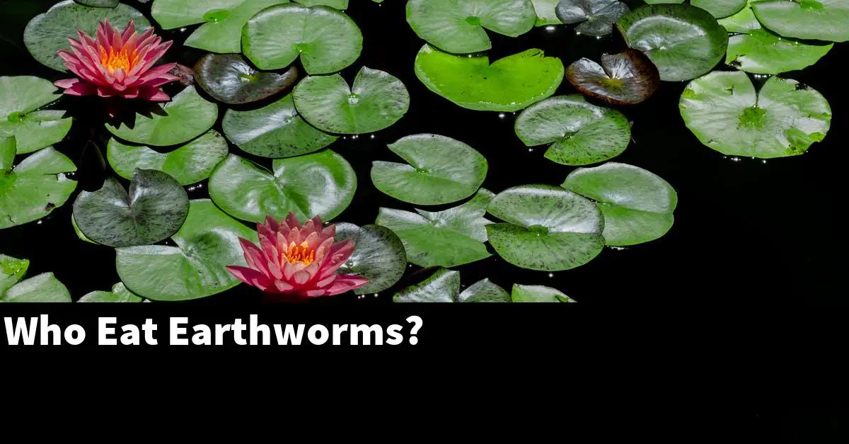 Who Eat Earthworms?