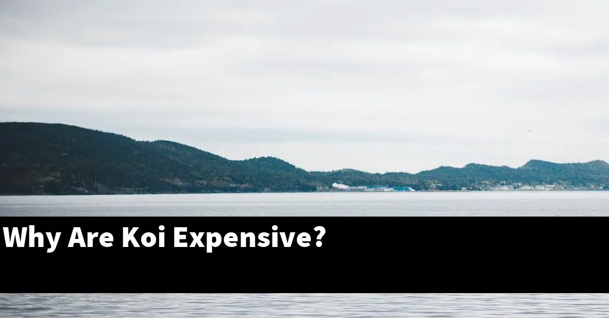 Why Are Koi Expensive?