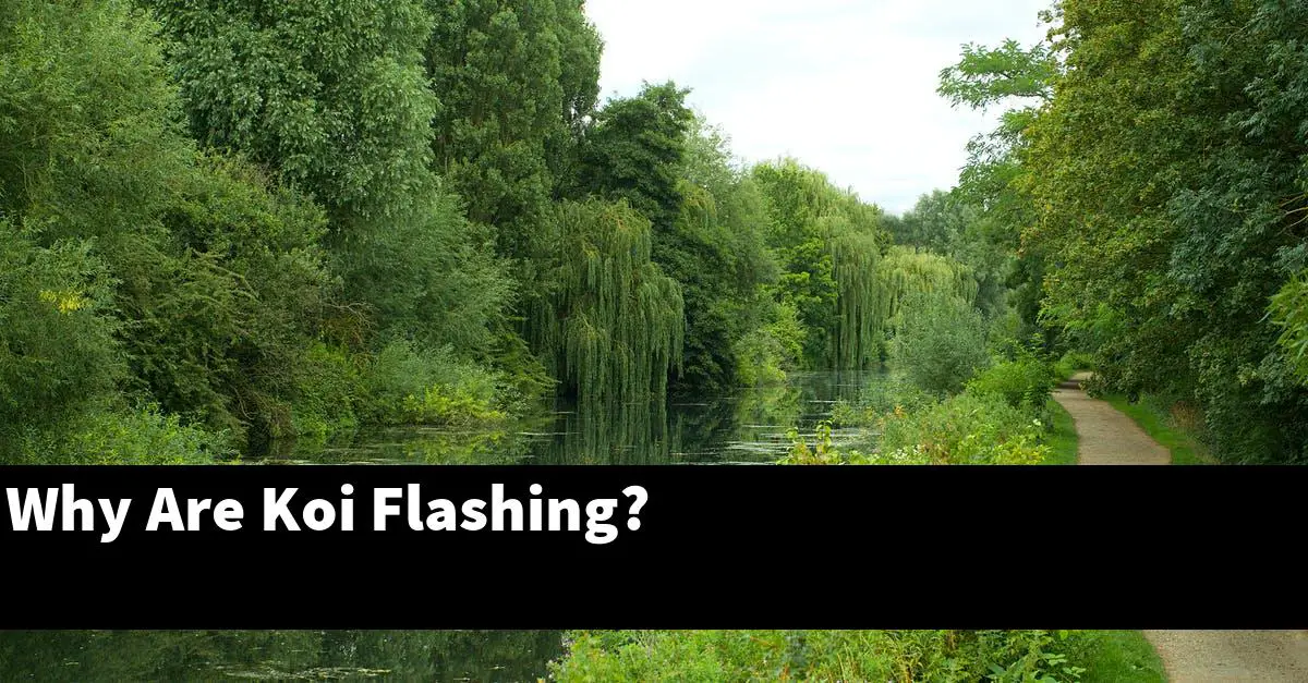 Why Are Koi Flashing?