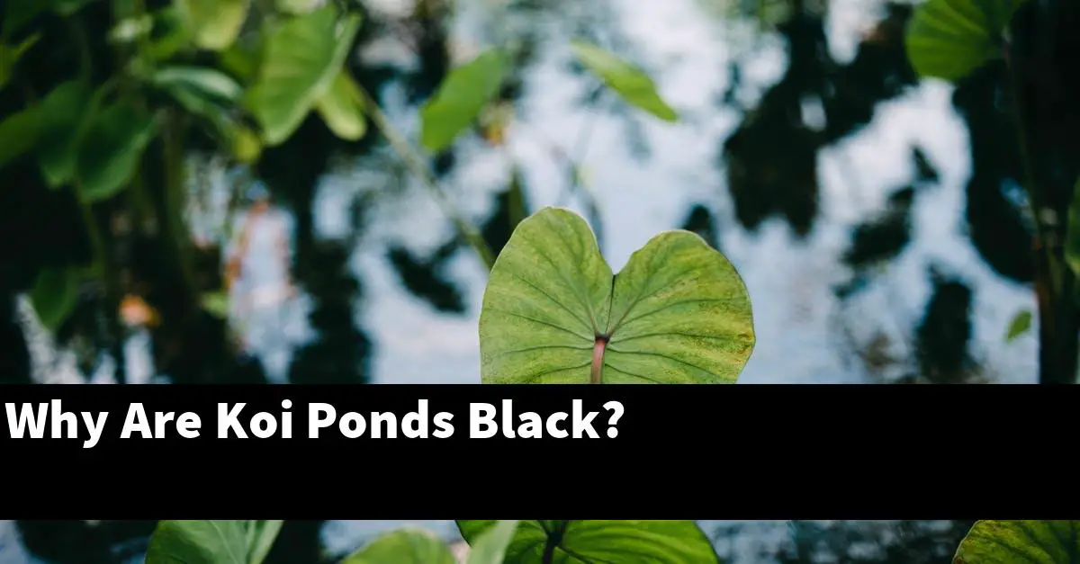 Why Are Koi Ponds Black?