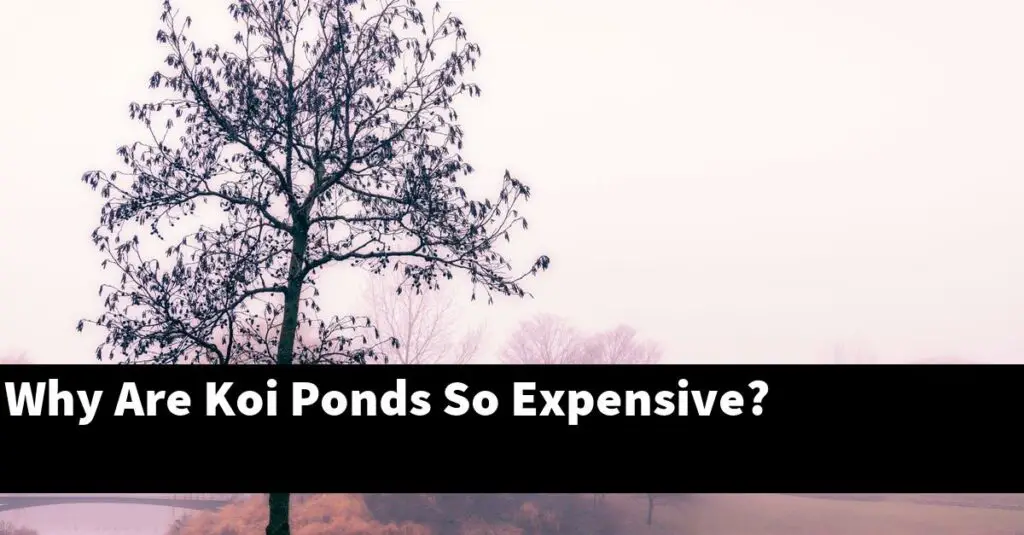 Why Are Koi Ponds So Expensive? [2024 Guide] Gold Koi Fish