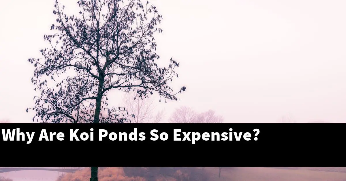 Why Are Koi Ponds So Expensive?