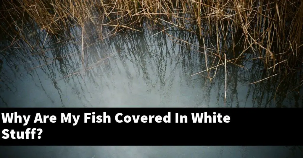 Why Are My Fish Covered In White Stuff? [2024 Guide] Gold Koi Fish