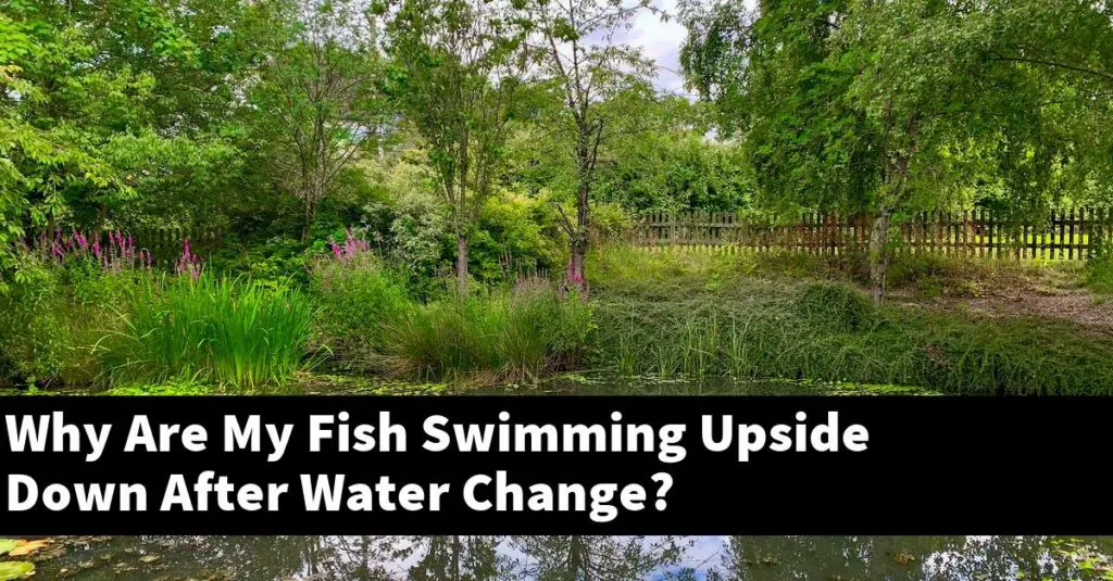 Why Are My Fish Swimming Upside Down After Water Change? [2025 Guide] Gold Koi Fish