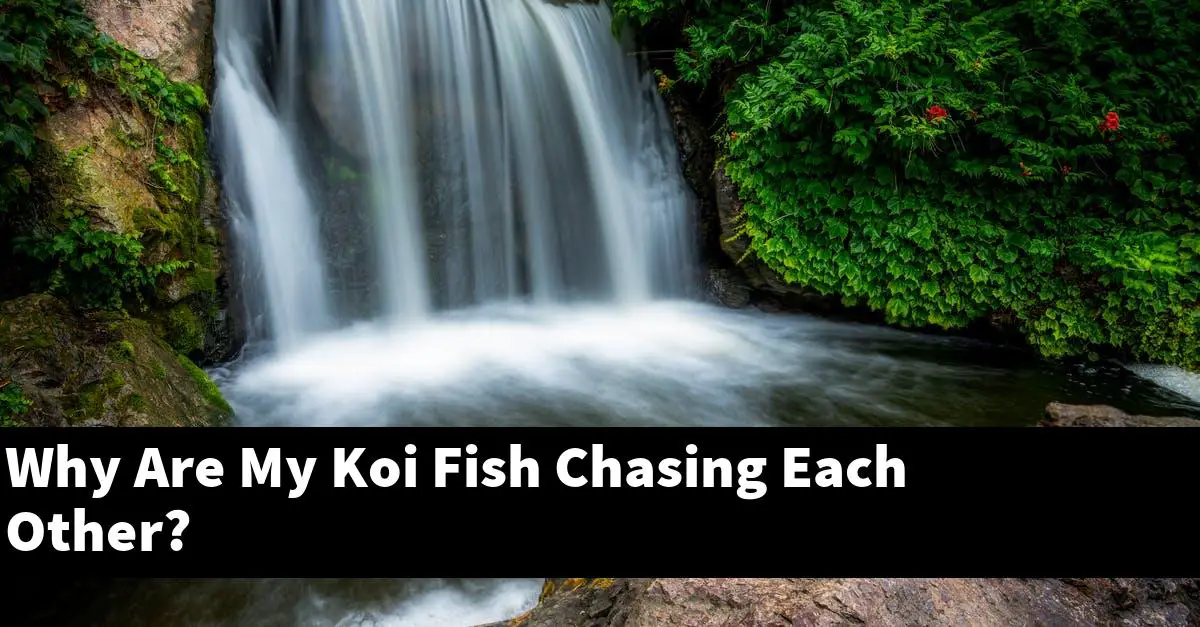 Why Are My Koi Fish Chasing Each Other?