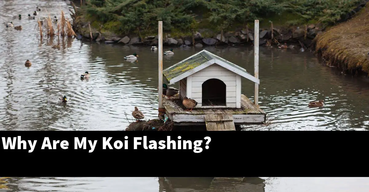 Why Are My Koi Flashing?
