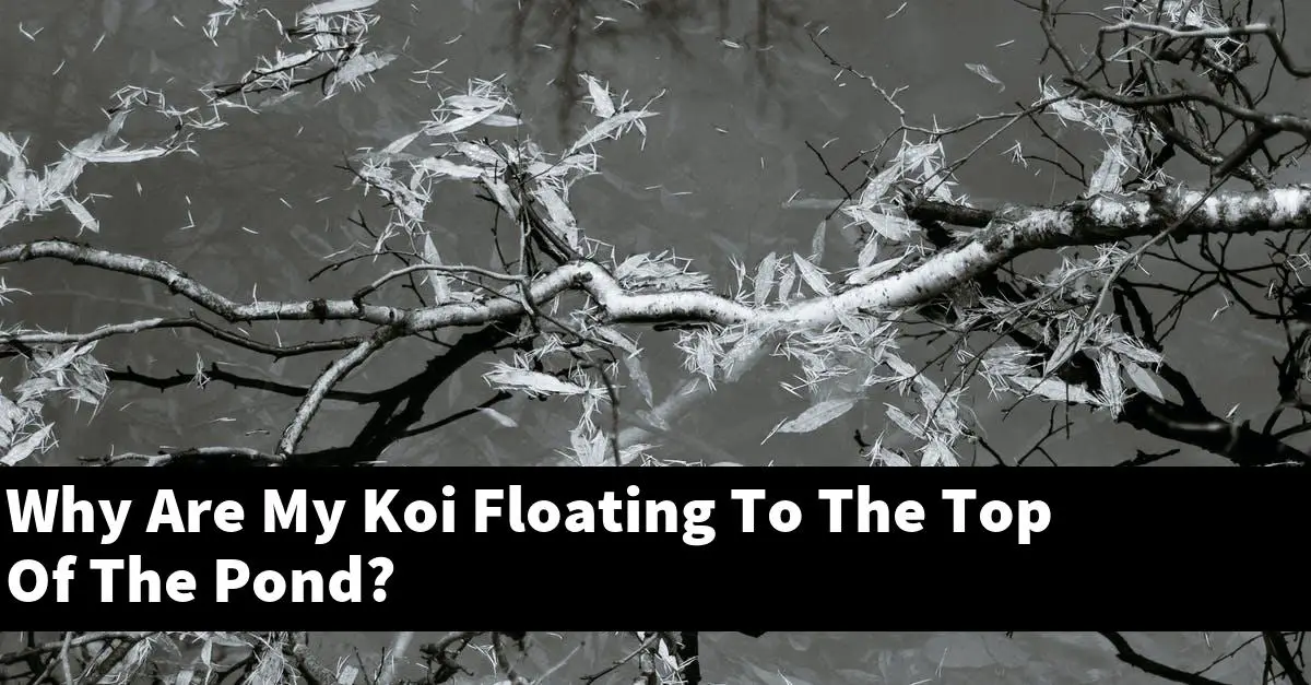 Why Are My Koi Floating To The Top Of The Pond?