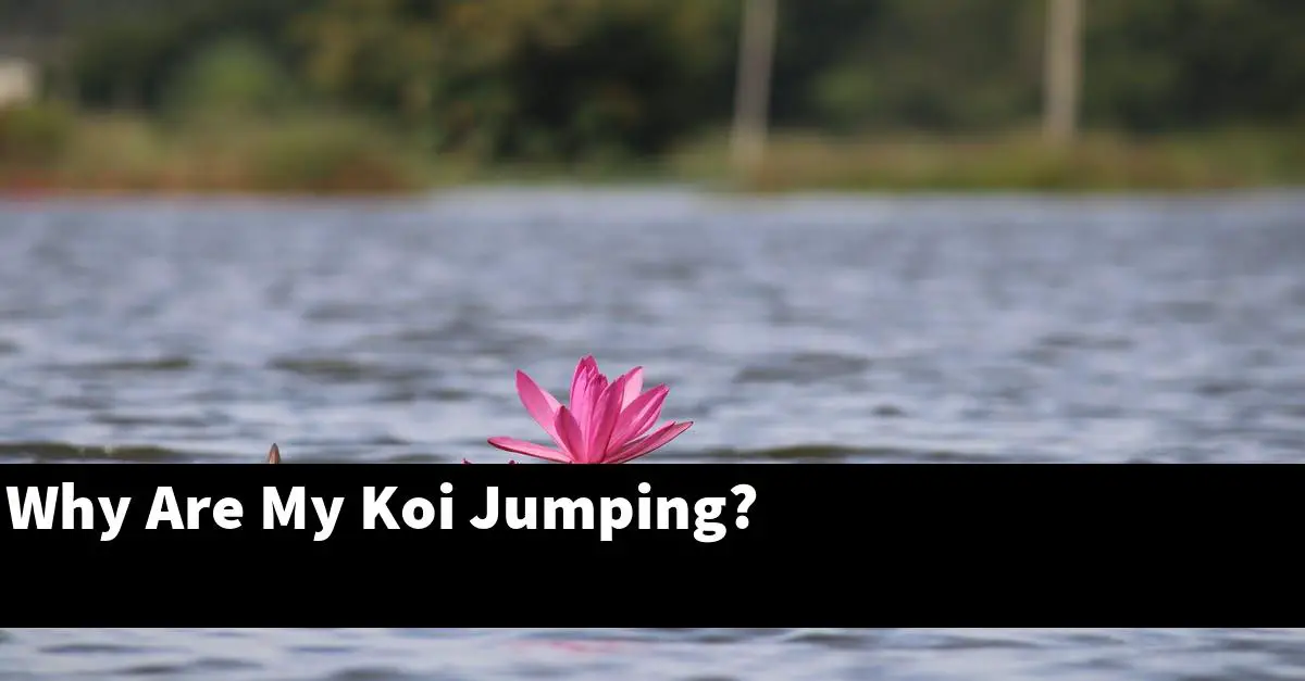 Why Are My Koi Jumping?