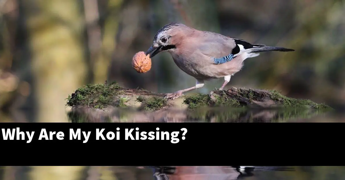 Why Are My Koi Kissing?