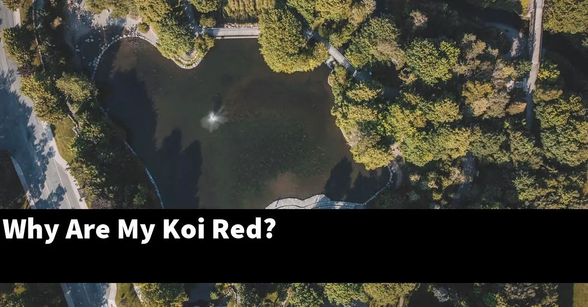 Why Are My Koi Red?