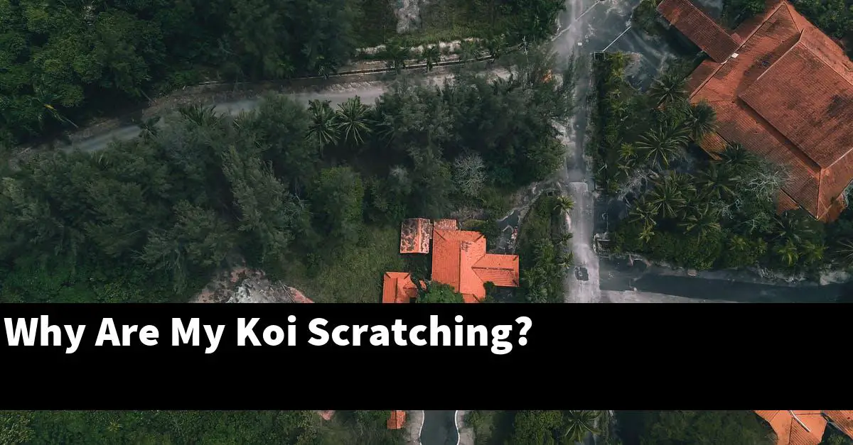 Why Are My Koi Scratching?